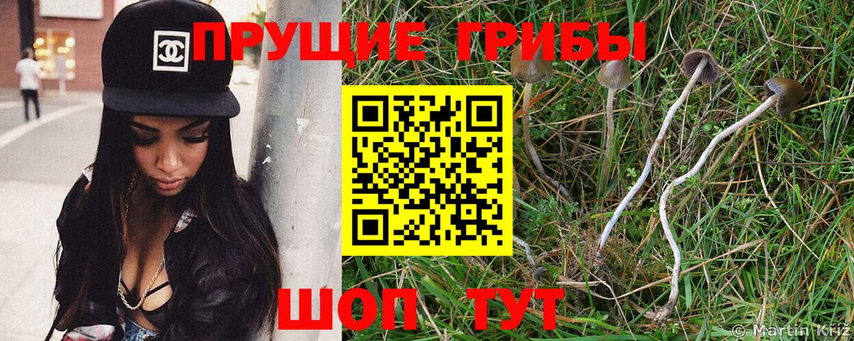 Галлюциногенные грибы прущие грибы Саратов